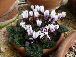 Image result for Cyclamen parviflorum
