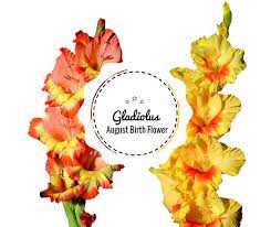 What You Need To Know About August S Birth Flowers Gladiolus India Flower Mall August Birth Flower Birth Flowers Flowers