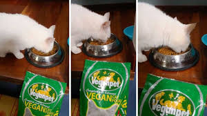 The best cat food is size appropriate. Owner Defends Decision To Feed Cat Vegan Only Diet Youtube