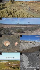 Image result for Asterochaete angustissima