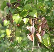 Image result for Dioscorea cotinifolia