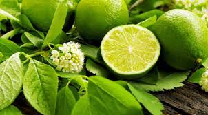 Image result for jeruk nipis