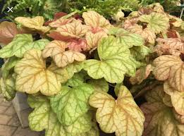 Heuchera Champagne Have Heuchera Champagne Vegetables Гейхера (heuchera «champagne bubbles») 1 шт. heuchera champagne have heuchera