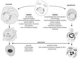 Measurement Of Cell Death In Mammalian Cells Abstract Europe Pmc