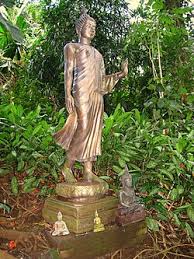 Image result for Aframomum mala