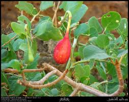 Image result for Capparis cartilaginea