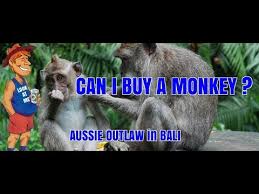 Check spelling or type a new query. Can I Buy A Monkey In Bali Aussie Outlaw In Bali Youtube