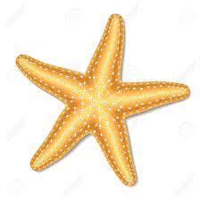Starfish Clipart Google Search Deniz Yildizi Cizim Yildiz