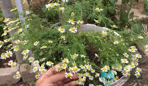 Check spelling or type a new query. Rahasia Sukses Cara Menanam Bunga Chamomile Di Depan Rumah Trikmerawat Com