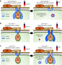 If you live in a wet climate, look for varieties with some resistance to powdery mildew, and allow more space between plants for better air circulation. Silicon Modulates Multi Layered Defense Against Powdery Mildew In Arabidopsis Phytopathology Research Full Text