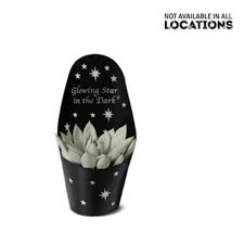 48 products online at nurserylive. Glowing Star In The Dark Succulent Aldi Apartment Therapy