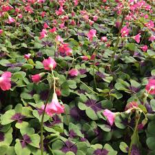 Image result for Oxalis tetraphylla