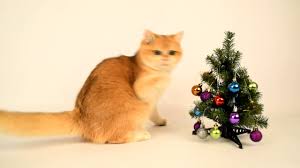 British shorthair kitten for sale in usa jerry lorettabritish. Golden British Chinchilla Black Golden Shell Ny 12 Youtube