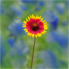 Once a prominent part of nearly every texas landscape, perennials are often overlooked by today's gardeners and nurserymen. Indian Blankets Bloom All Year Long But These Texas Wildflowers Are Especially Prominent In The Later Wild Flowers Wildflowers Photography Wildflower Drawing