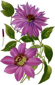 Maybe you would like to learn more about one of these? File Clematis Garden Varieties Favourite Flowers Garden Greenhouse 1 0015 1 Png Wikimedia Commons