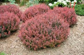 Image result for Barberry