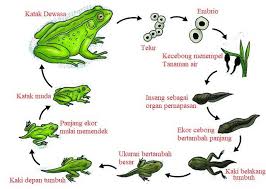 .sempurna (holometabolisme) dan metamorfosis tidak sempurna (hemimetabolisme). Metamorfosis Sempurna Katak Proses Daur Hidup Dan Gambar Jagad Id