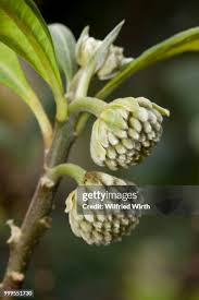 Image result for Thymelaeaceae