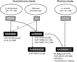 Image result for Urochloa subulifolia