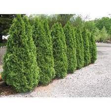 2 25 Quart Emerald Green Arborvitae L5480 Emerald Green Arborvitae Garden Yard Ideas Backyard Landscaping