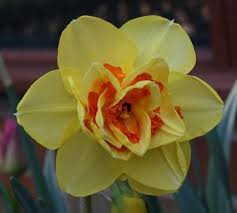 Narcissus Flower Tattoo Idea For December Baby Birth Month Flowers Narcissus Flower Birth Flower Tattoos