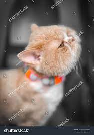 Look My Cat Maow Stock Photo 2333092469 | Shutterstock