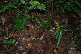 Image result for Asplenium normale