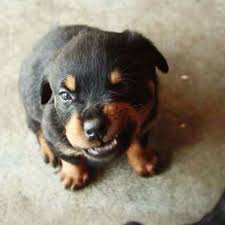 Maybe you would like to learn more about one of these? Pin On Pets