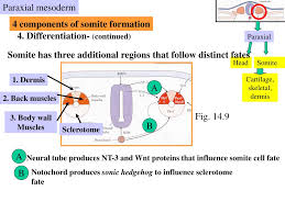 We did not find results for: Ppt Chapter 14 Mesoderm Paraxial And Intermediate Powerpoint Presentation Id 3906161
