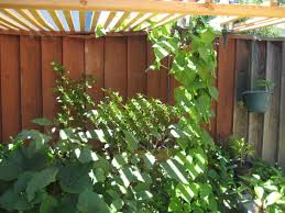 We did not find results for: Easy Vertical Gardening Ideas For Beginners Dengarden