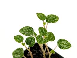 Image result for Peponium sp. A