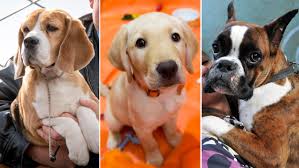 The Most Popular Dog Breed In The Us For The 24th Straight Year Is