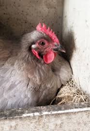 The longer a hen is broody, the longer it takes. Five Ways To Encourage A Hen To Go Broody Fresh Eggs Daily