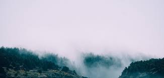 Image result for Faroa amara