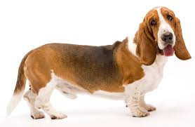 Basset Hound Breed Guide and Insurance Plan | Healthy Paws Pet Insurance