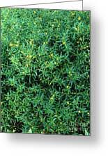 Image result for Heimia salicifolia