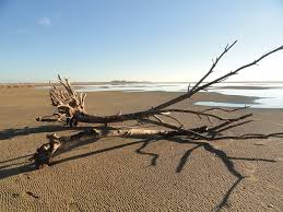 La Plage De Gruissan En Hiver Par Daniel Aude Languedoc Occitanie Sud France Gruissan Maison Sur Pilotis Plage