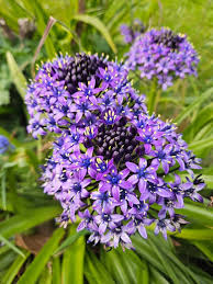 Image result for Scilla