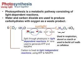 In plants, photosynthesis generally takes place in leaves. Is Gluecose A Product Of Photosynthesis Is Used To Generate Atp Quizlet Topic 8 3 Photosynthesis Amazing World Of Science With Cindy Hasexce1944