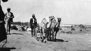 So much so that lately the camels in australia have become a bit of a problem. Afghanistan In Australia Bilateral Relationship