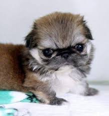 Black And White Pekingese Puppies 1000 Images About Teacup Pekingese Pekingese Puppies Pug Puppies Pug Puppies For Adoption