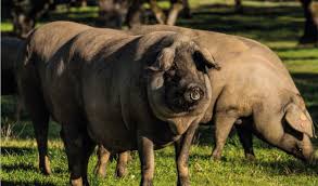 Dichos Y Refranes De Lo Mas Cerdos El Blog De Joselito Cochino, marrano, cerdo americano es una especie de cantinela de ninos, porque hace la rima facil. dichos y refranes de lo mas cerdos