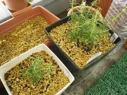 ローズマリー不調 葉が丸まって来ました とりあえず植替え Hybrid Force