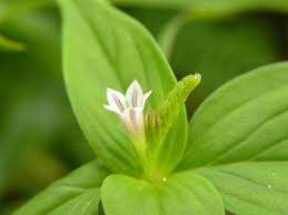 Image result for Spigelia anthelmia
