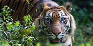 Official profile of sao paulo based fashion brand tigresse including company profile, designers, collections, editorials, photos, news and more. Tigresse Tigresse97300 Twitter