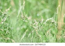 Image result for Eragrostis pilosa