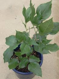 Image result for Millettia pinnata