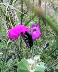 Bees land on flowers that produce nectar or pollen to take back to the hive. Andrea Berardi On Twitter Day 3 In The Field Nectar Robber On Petunia Secreta Made My Day We Think Xylocopa
