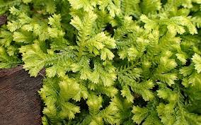Image result for Selaginella afrorum