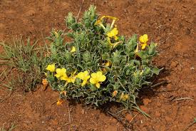 Image result for Barleria holubii